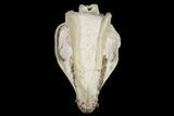 Fossil Oreodont (Merycoidodon) Skull - Wyoming #176526-3